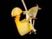 Coryanthes2