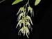 Dendrobium_denudans