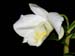 Dendrobium_formosum