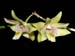 Dendrobium_junceum