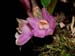 Dendrobium_laevifolium