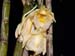 Dendrobium_nudum
