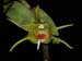 Dendrobium_tobaense