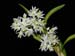 Dendrobium_wilmsianum