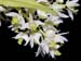 Dendrobium_wilmsianum2