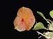 Lepanthes_telipogoniflora