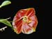 Lepanthes_telipogoniflora2