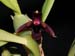 Maxillaria_variabilis_Red