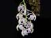 Oncidium_waluewa