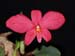 Sophronitis_brevipedunculata
