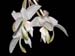 Stanhopea
