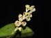 Stelis_spec