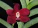 Trichovanda_Thai_Velvet_Meechai
