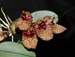 bulbophyllum_frostii