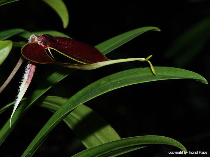 Bulbophyllum_blumei