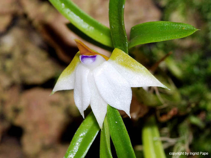 Dendrobium_cyanocentrum