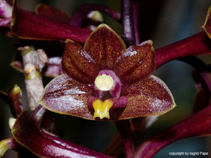 Dendrobium_hymenophyllum