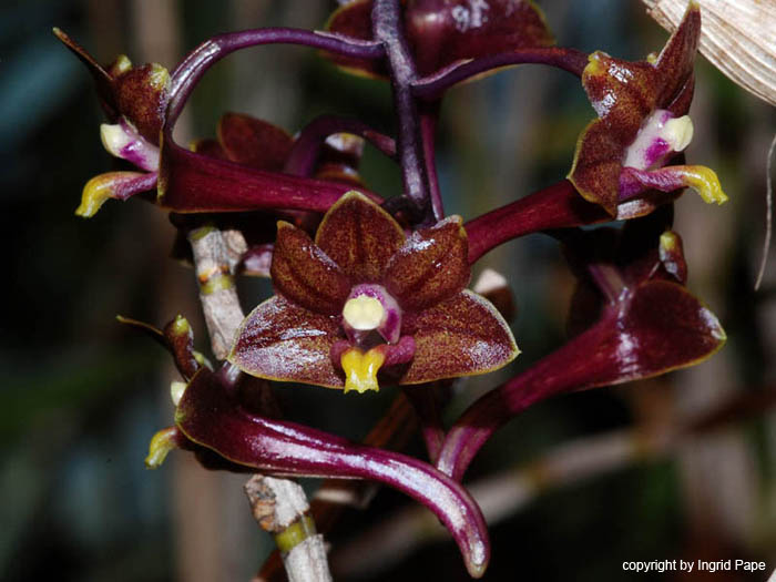 Dendrobium_hymenophyllum2