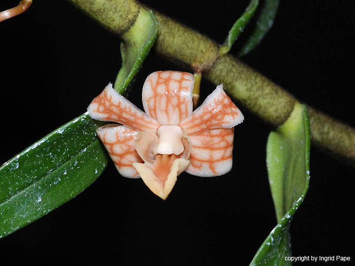 Dendrobium_nemorale4