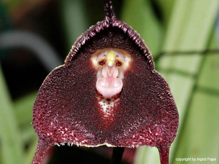 Dracula_pholeodytes