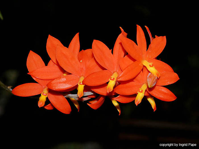 Encyclia_vitellina