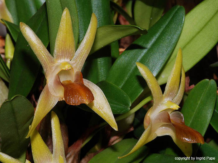Epigeneium_nakaharaei