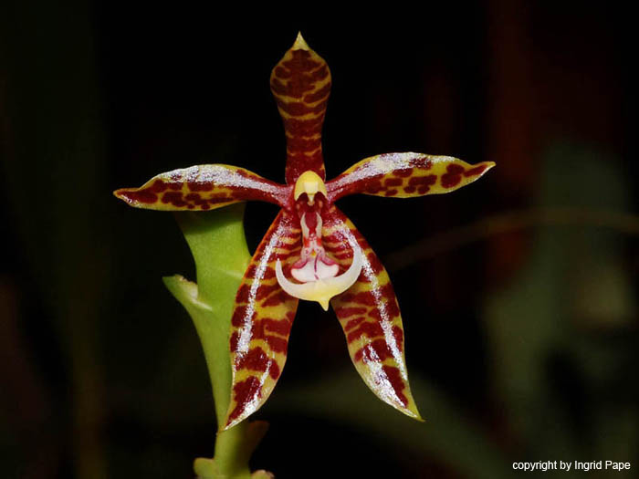 Phalaenopsis_borneensis