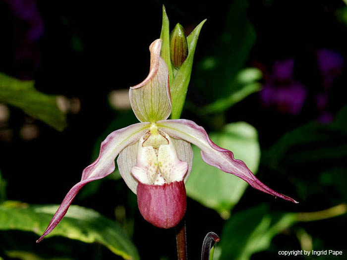 Phragmipedium_Sedenii