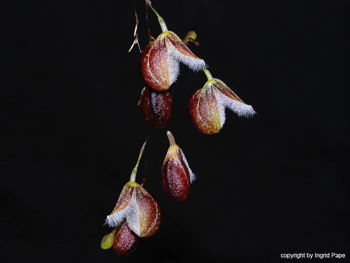 Pleurothallis_cypripedioides