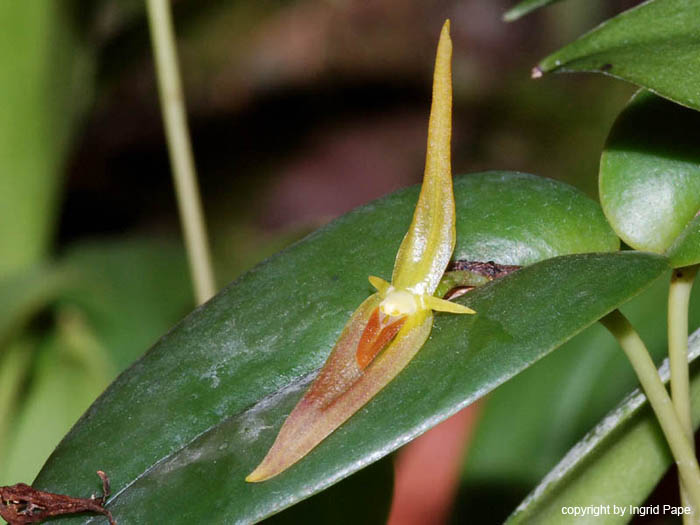 Pleurothallis_spec