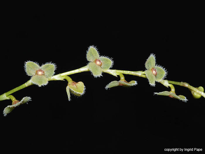Stelis