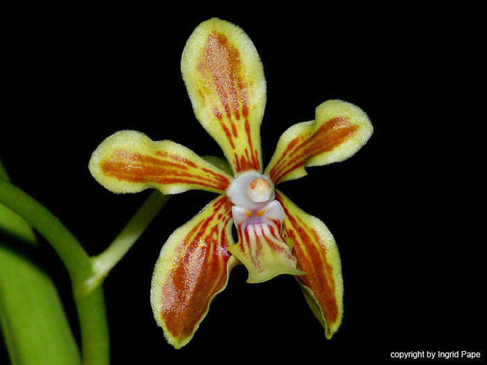 Vanda_lamellata