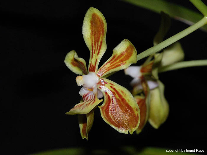 Vanda_lamellata2