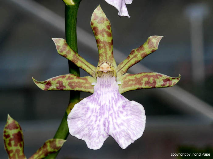 Zygopetalum_maculatum_Bolivien_Brasilien
