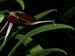 Bulbophyllum_blumei