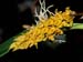 Bulbophyllum_cupreum_Burma