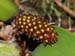 Bulbophyllum_rigidum