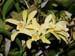 C.forbesii_x_c.luteola