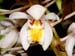 Coelogyne_multiflora