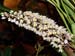 Coelogyne_multiflora2