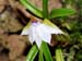 Dendrobium_cyanocentrum