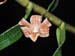 Dendrobium_nemorale4