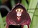 Dracula_pholeodytes