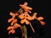 Habenaria_rhodocheila