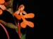 Habenaria_rhodocheila2