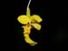 Lockhartia_oerstedii_Mexiko_bis_Panama