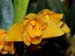 Lycaste_bradeorum_Costa_Rica_Nicaragua