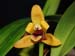 Maxillaria_variabilis