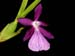 Miltonia_spectabile_var_mooreliana