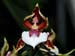 Odontoglossum_cariniferum